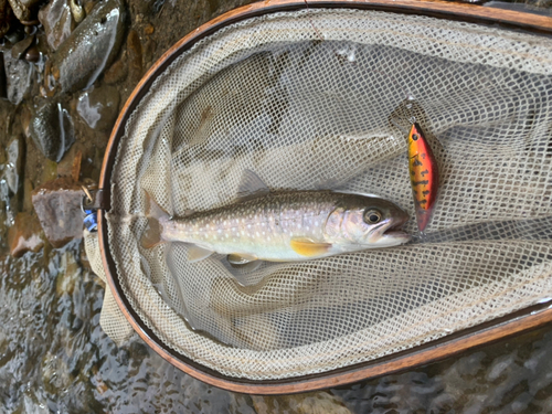 エゾイワナの釣果