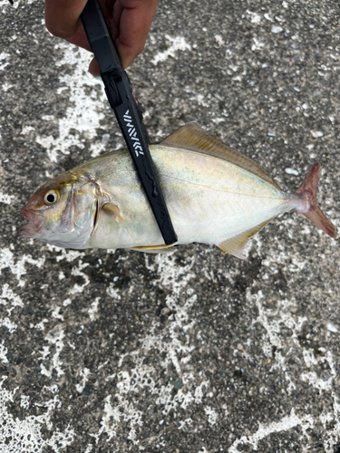 ショゴの釣果