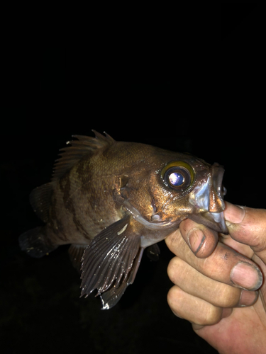 クロメバルの釣果