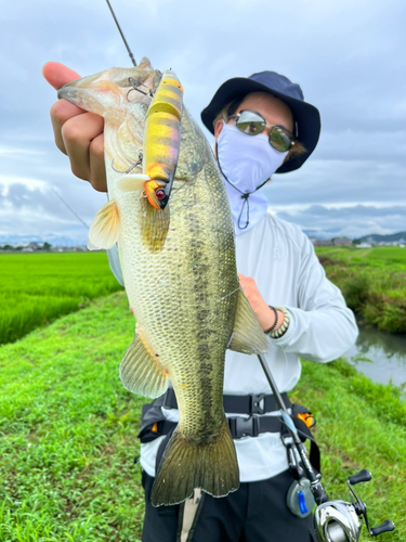 ブラックバスの釣果