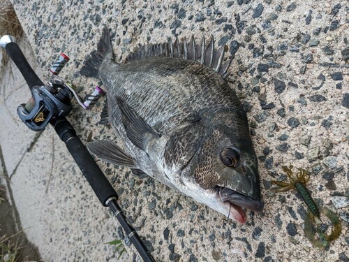 チヌの釣果