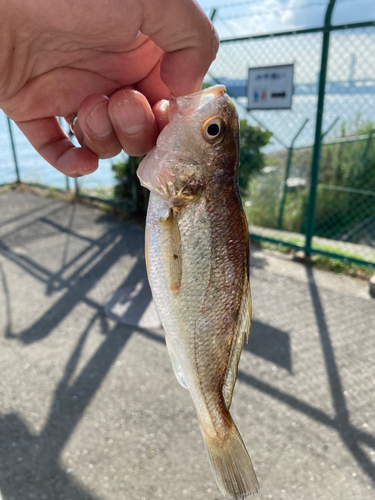 イシモチの釣果