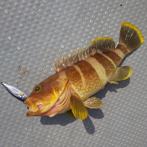 アオハタの釣果