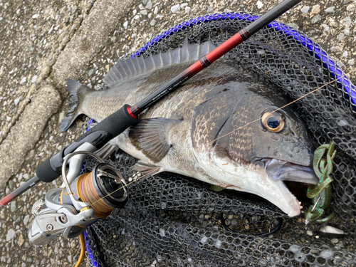 チヌの釣果