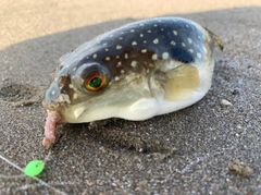 フグの釣果