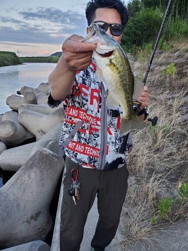 ブラックバスの釣果