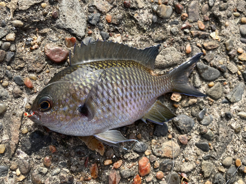 スズメダイの釣果