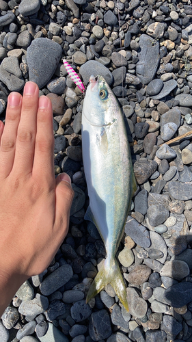 ハマチの釣果