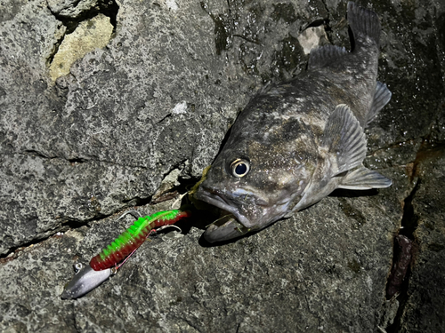 ソイの釣果