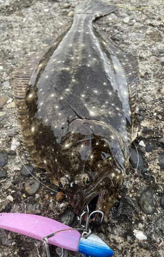 ヒラメの釣果