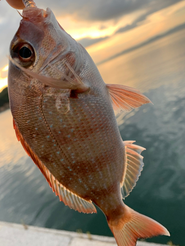 タイの釣果