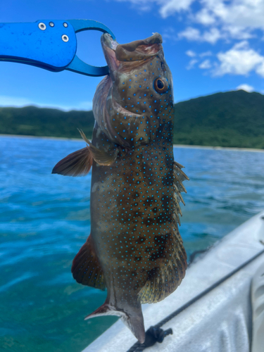 クルバニーアカジンの釣果