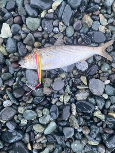 コノシロの釣果