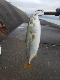 ツバスの釣果