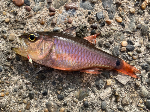 ネンブツダイの釣果