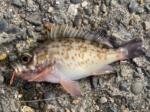 メバルの釣果