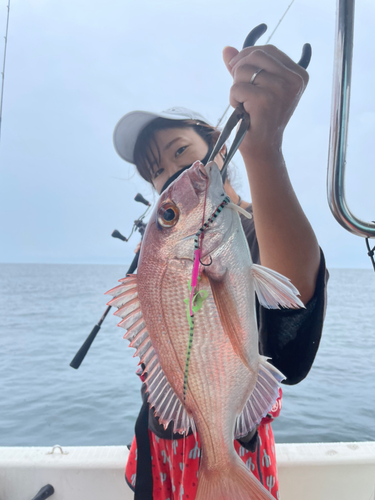 マダイの釣果