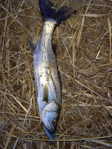 セイゴ（マルスズキ）の釣果