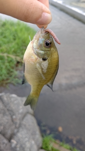 ブルーギルの釣果