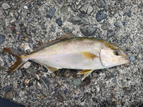 ショゴの釣果