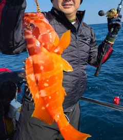 アカハタの釣果