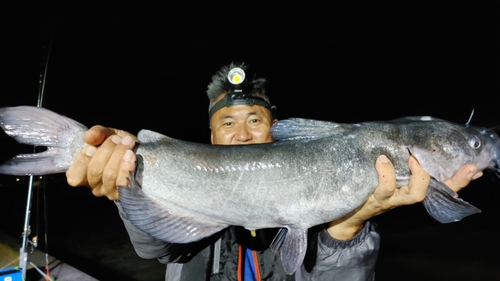 アメリカナマズの釣果