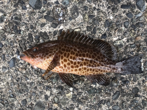 オオモンハタの釣果