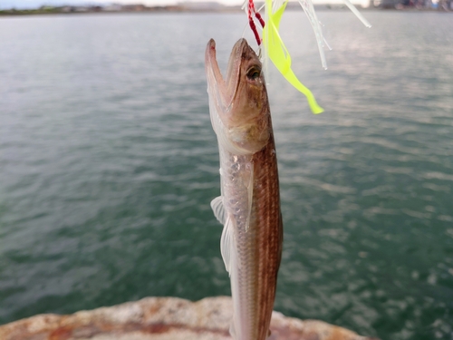 エソの釣果