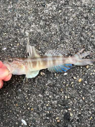 イトヒキハゼの釣果