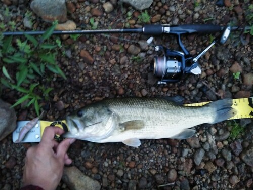 ラージマウスバスの釣果