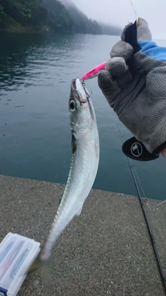 サバの釣果