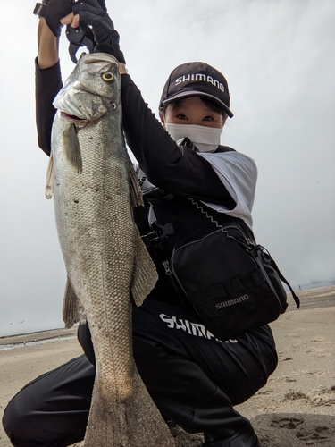 スズキの釣果