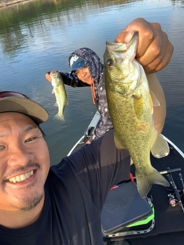 ブラックバスの釣果