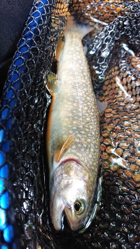 イワナの釣果