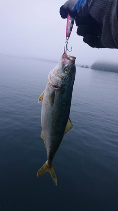 ワカシの釣果