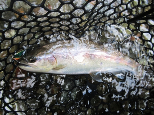 ヤマメの釣果