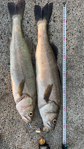 シーバスの釣果