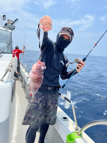 タヌキメバルの釣果