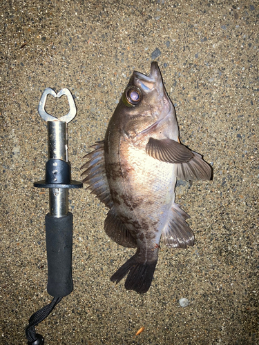 メバルの釣果