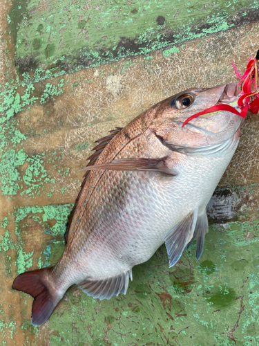 マダイの釣果