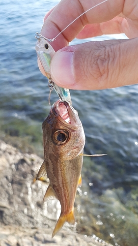 ムツの釣果