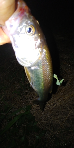 ハスの釣果