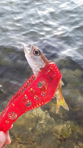 ムツの釣果