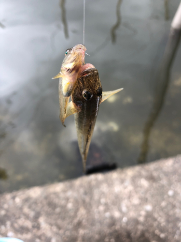 マハゼの釣果