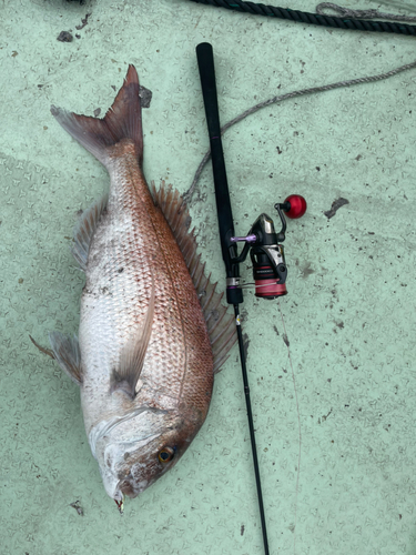 タイの釣果