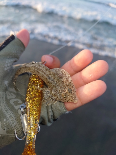 メゴチの釣果