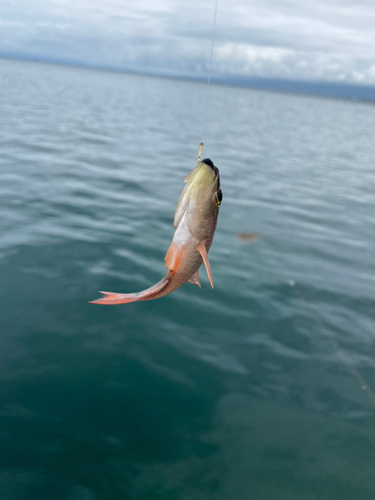 ネンブツダイの釣果