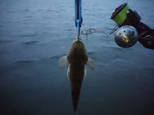 マゴチの釣果