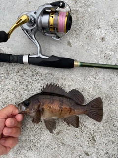 メバルの釣果