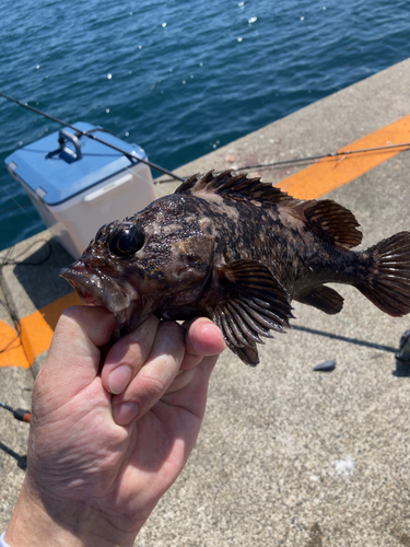 クロソイの釣果